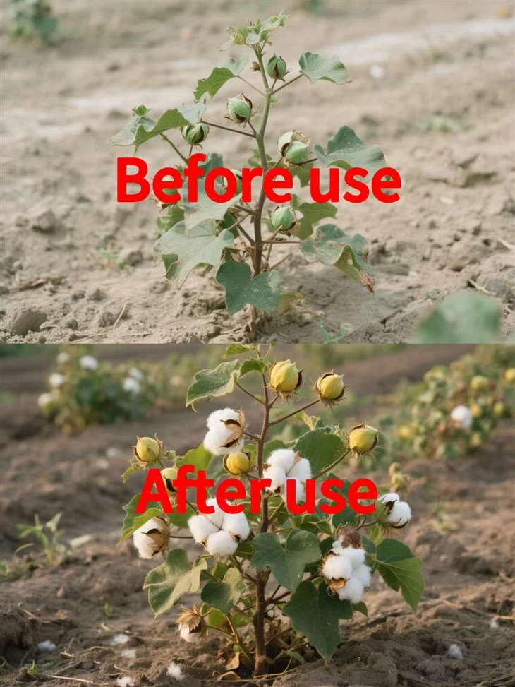 Efficient And Low-Toxic Thidiazuron 50%WP CAS: 51707-55-2 Specially Used For Grapes And Cotton factory
