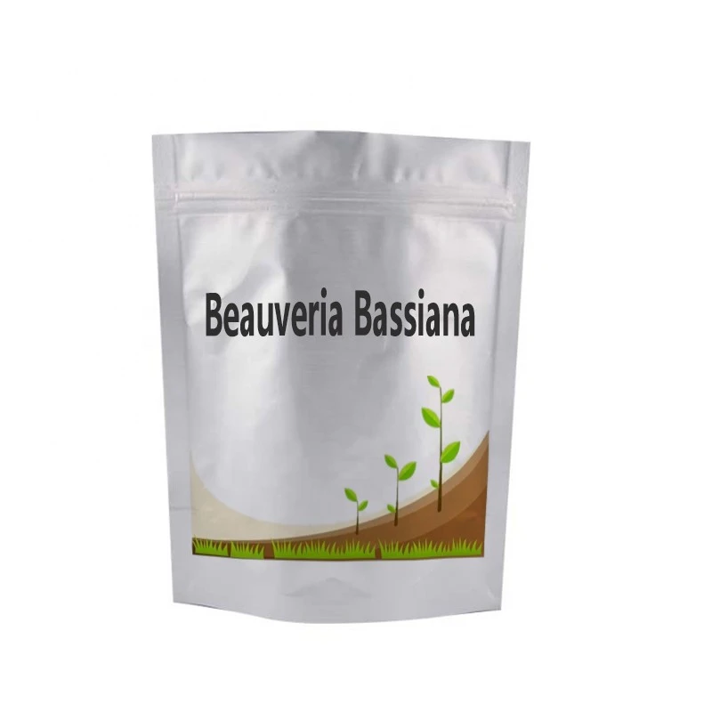 Beauveria Bassiana Bacterias Microorganism Insecticide Beauveria Bassiana