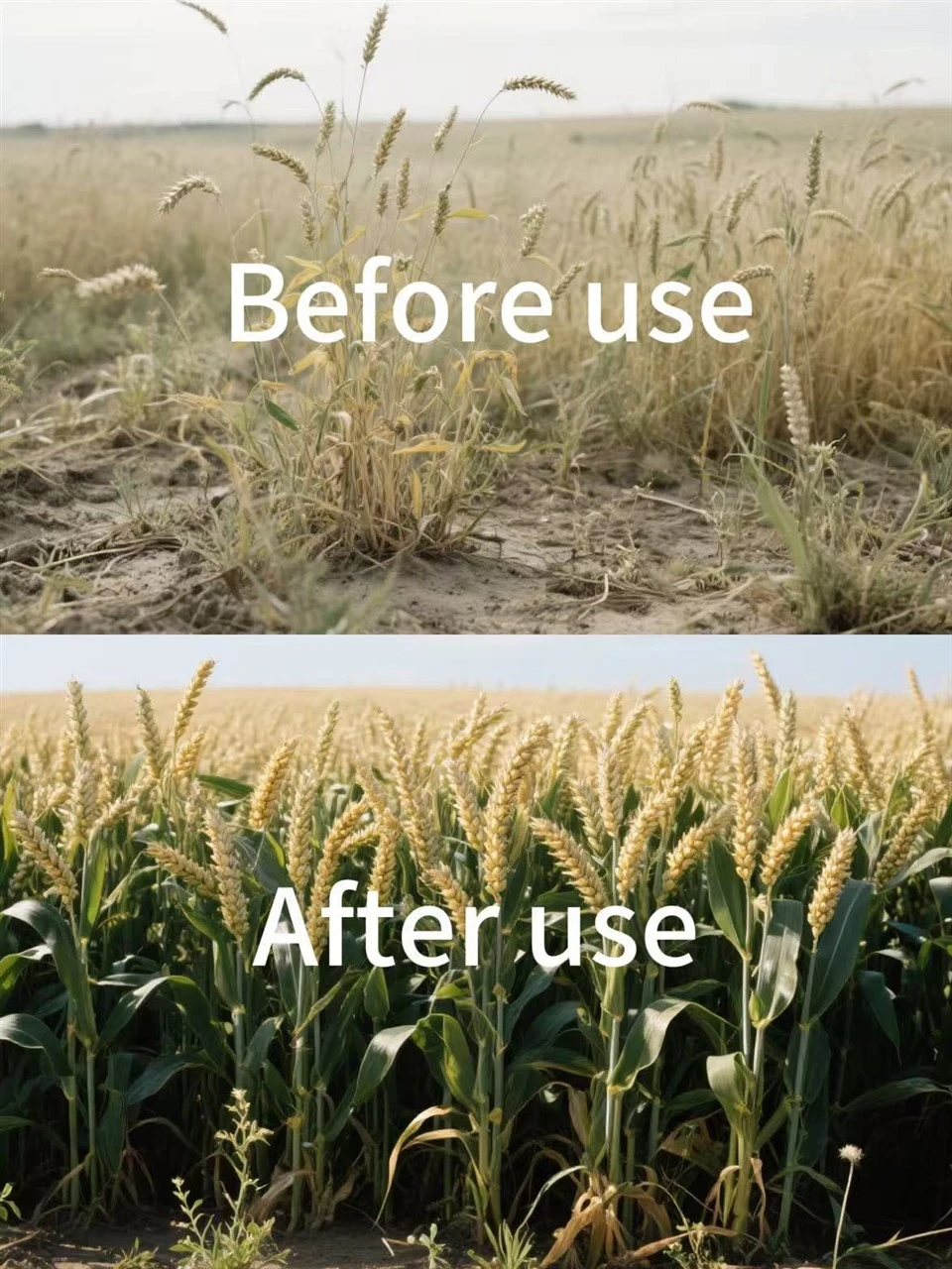 Effectively Promote Growth And Enhance Stress Resistance Jasmonic Acid 98%TC CAS:6894-38-8 Specially Used For Wheat And Cotton best