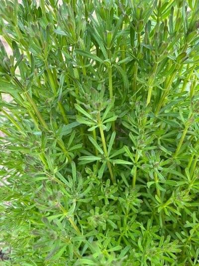 Herbicide Tribenuron-methyl 95%TC CAS 101200-48-0