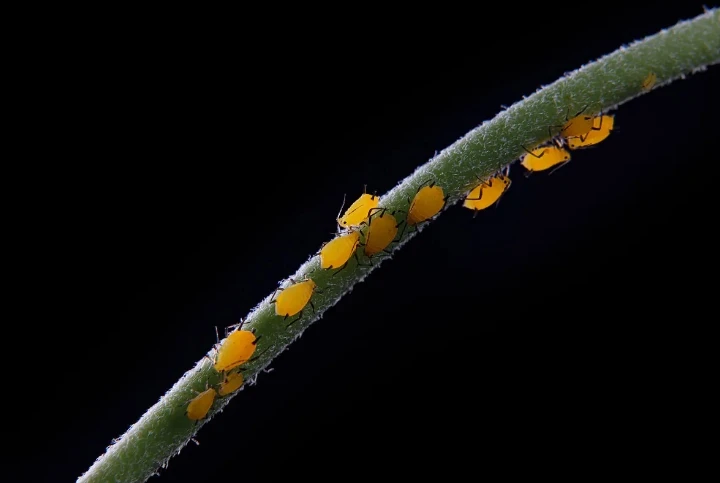 abamectin pest abamectin pest