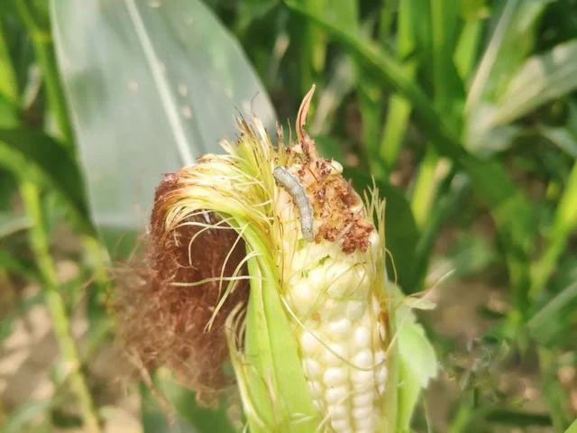 Prevent & Control Pests
