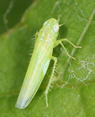 Control pests