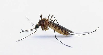 Control pests
