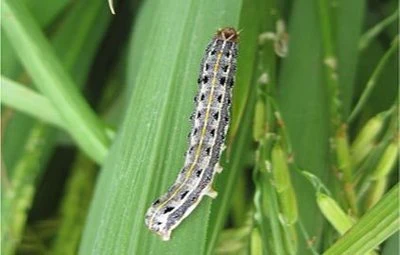 Control pests