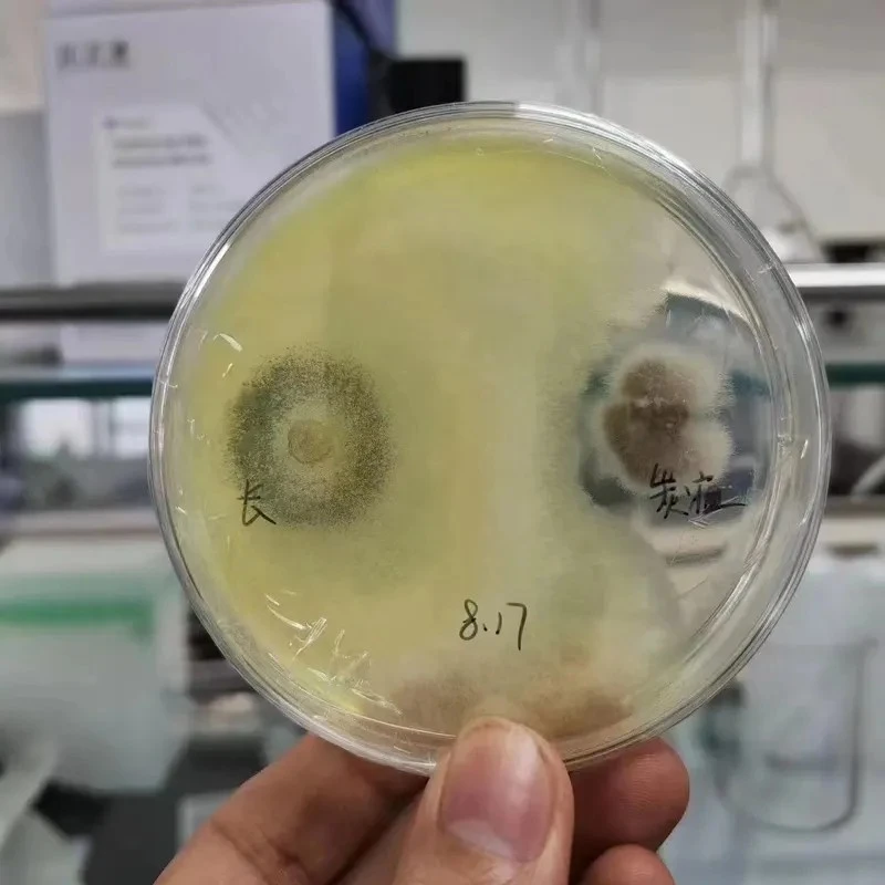 Trichoderma Longibrachiatum 10 Billion Cfu/g Prevent Disease And Root Rot Promote New Roots Growth And Prevent Nematodes