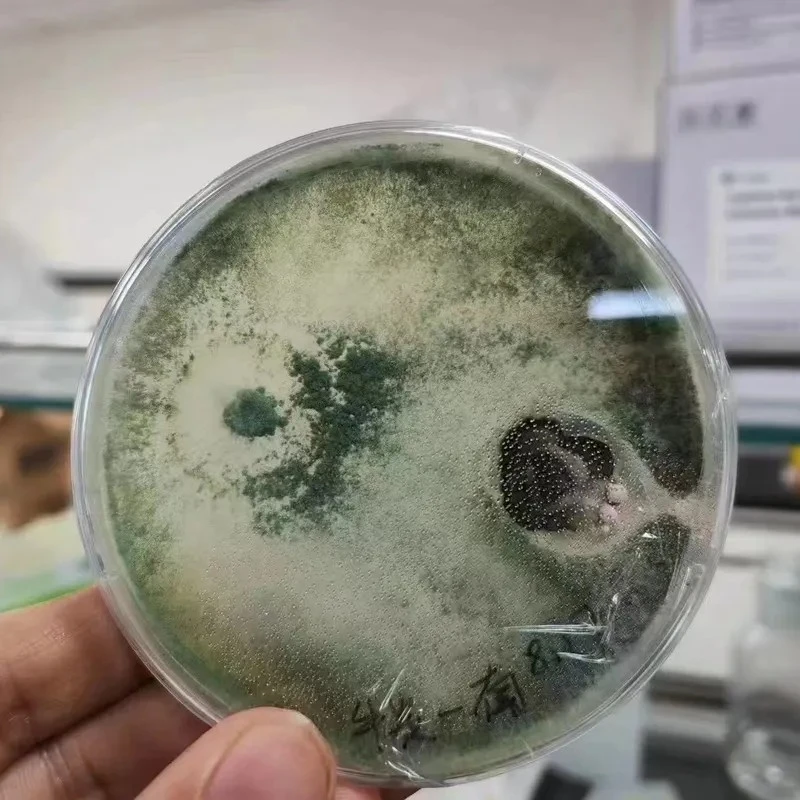 Trichoderma Longibrachiatum 10 Billion Cfu/g Prevent Disease And Root Rot Promote New Roots Growth And Prevent Nematodes